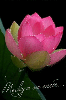 Открытка Лотос мерцает подождем , Лотос с желтой серединкой. Открытка распуст...