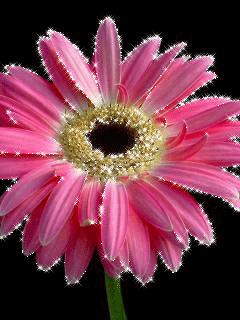 Открытка со стихами с малиновыми и розовыми герберами , ромашкой и тюльпанами.