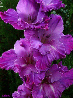 Ретро открытка С Днём рождения С гладиолусами. Гиф открытка переливающаяся с ...