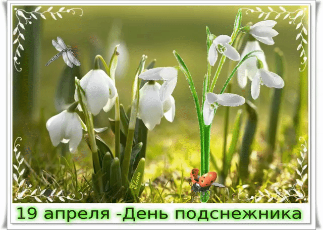 Музыкальные открытки книжника. Открытки поздравления с днем подснежника.