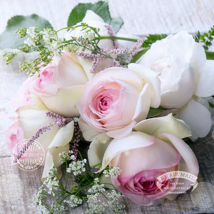 Красивые картинки с розовыми розами. Картинка с розовыми розами.