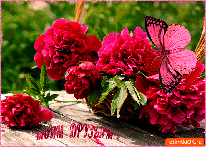 Открытки с 8 марта и открытки с добрым утром с пионами. Открытки С днём рожде...