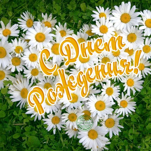 Картинки с ромашками скачать бесплатно. Картинки с ромашками и васильками.