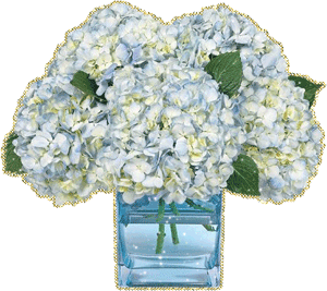 Гортензия фото букет. Картинка с гортензиями. Открытка подружке с гортензиями. 