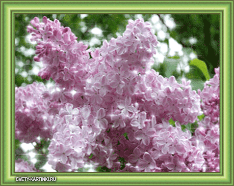 Открытка для тебя сирени куст распустил свои цветы! Открытка с пожеланиями сч...