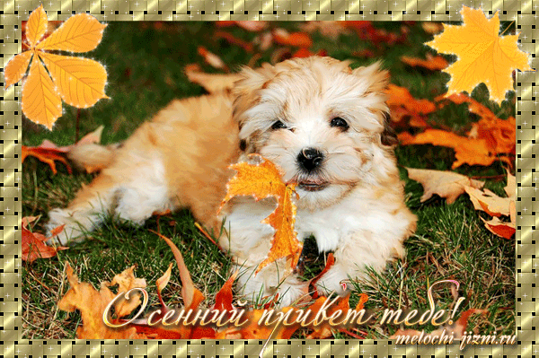 Открытка Привет счастливым осени! Как открытка анимация осенний Привет.