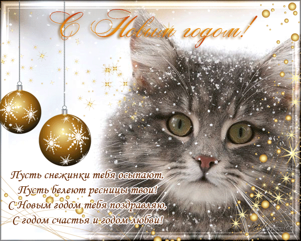 Картинки с кошками смешные. Картинки с кошками с надписью. Картинки с кошками...