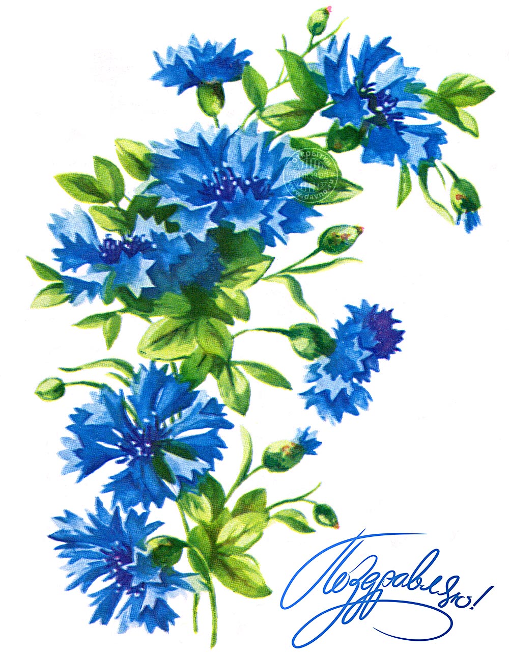 Картинка с васильками, открытка ретро с днём рождения, с васильками и ромашками.