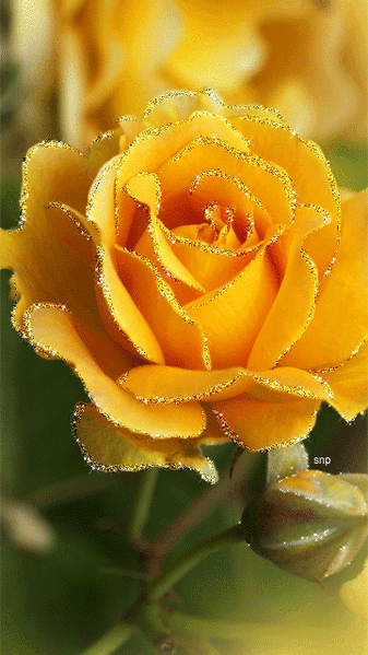 Открытка с пожеланиями Солнечный теплый привет от меня с жёлтыми розами.