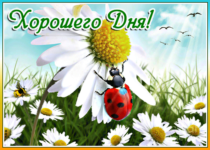 Букет ромашек в руках фото. Большие ромашки фото. Потом много ромашек фото вы...