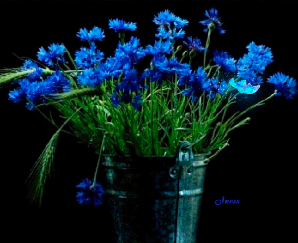 Картинки с васильками и ромашками. Красивые картинки с васильками.