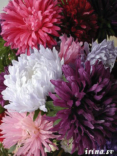 Фото Астры и хризантемы. Астры букет фото. Красивые Астры фото.