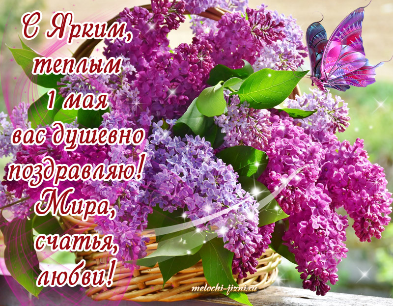 Картинки с сиренью скачать картинки с сиренью цветы. Картинки корзина с сиренью. Картинки с сиренью.