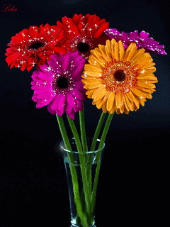 Открытка мерцающая 3 гербера оранжевый, розовый, и ярко малиновый Гербер.