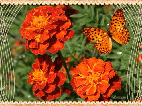 Пчела на бархатцы открытка. Открытка собрались бархатцев пледы украсив счасть...