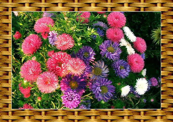 Фото Астры и хризантемы. Астры букет фото. Красивые Астры фото.