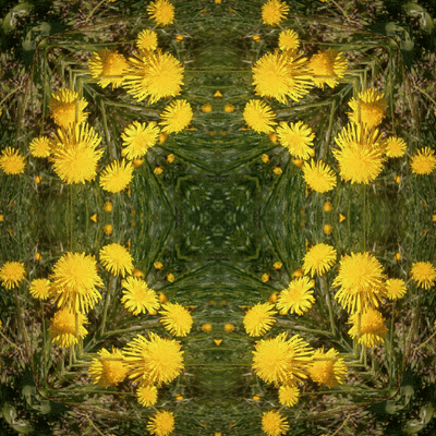 Открытка белый одуванчик под палящим солнцем. Открытка с днём рождения, с жёл...