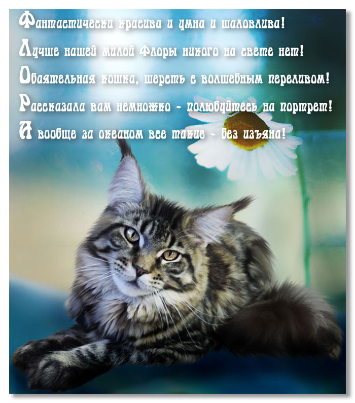 Смешные картинки котов с надписью. Смешные фото котов с приколами.