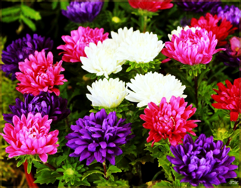 Открытка бабочка сидит на букете малиновых астр. Открытка А это тебе Береги с...