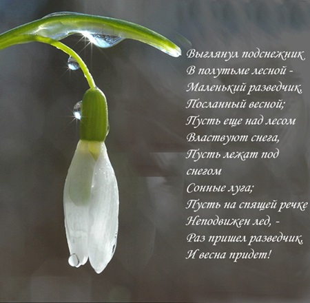 Открытки гиф подснежники. Картинки на день подснежника. Гиф картинки с днем п...