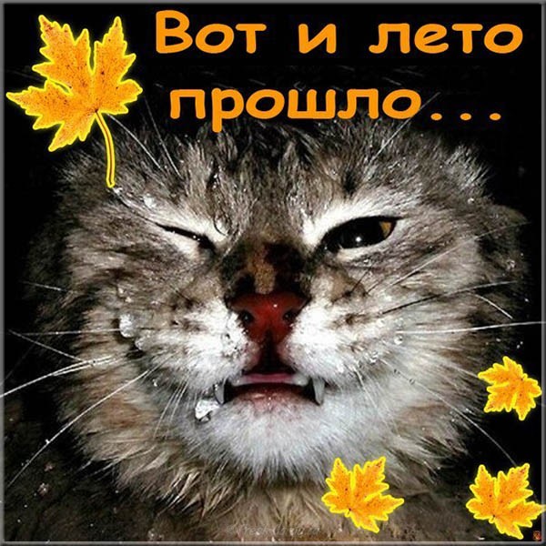 Скачать открытку с последним открытка поздравления с последним днем лета.