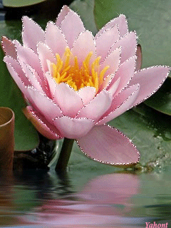 Открытка водная лилия или Лотос. Открытка к чистому четвергу с цветами лотоса...