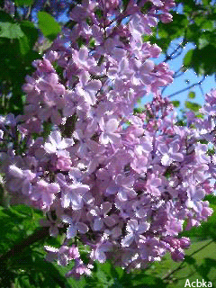 Открытка с корзиной фиолетовая сирени. Открытка Здравствуй, месяц май, я с бу...