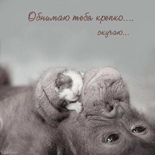 Картинка Я скучаю по тебе любимый. Картинка Я скучаю без тебя.