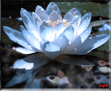 Самые красивые лотосы фото GIF картинка Лотос. Живая картинка лотоса.