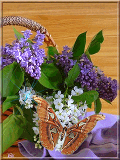 Картинки С днём рождения с сиренью. Фото сирень в цвету. Красивый букет сирени.