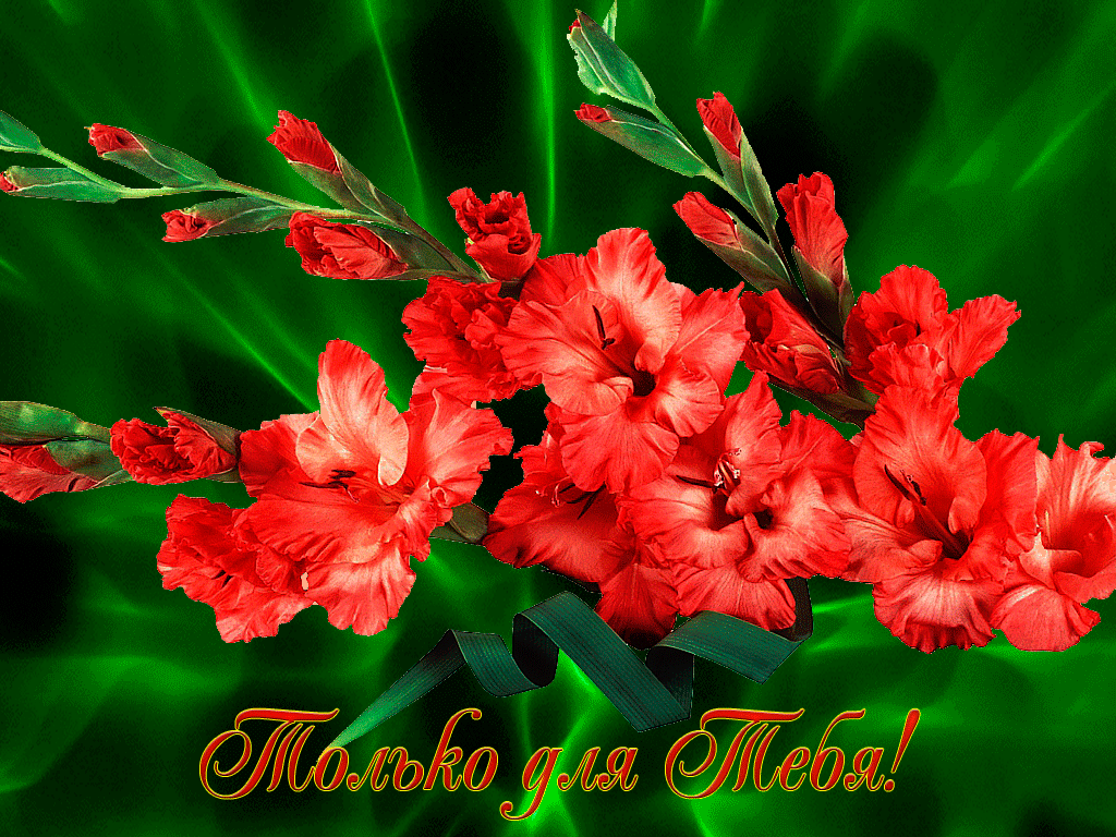 Открытка розовые гладиолусы и розовые сердечки на сером фоне.