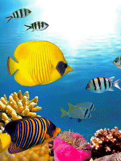 Удивительный подводный мир открытки. Подводный мир картинки открытки для детей.