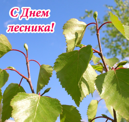 Открытки С днём работников леса. Открытки С днём работников леса анимация.