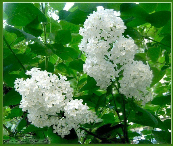 Открытки чудесного весеннего настроения с цветами сирени.   