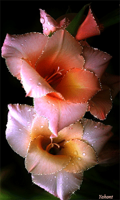 Ретро открытка С Днём рождения С гладиолусами. Гиф открытка переливающаяся с ...