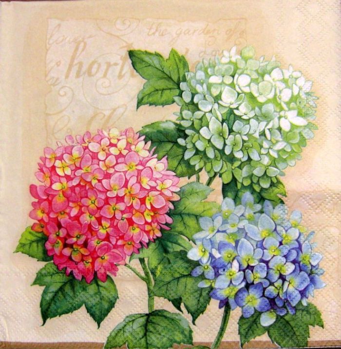 Открытка нарисованная с анимацией розовая и голубая гортензии.