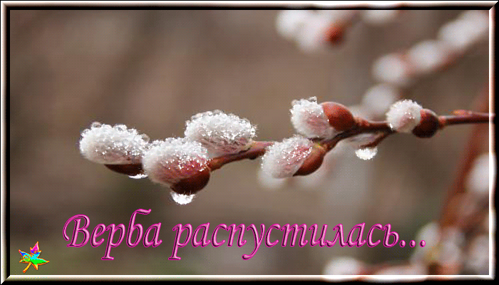 Открытки мерцающие с вербным воскресеньем. Открытки анимации с вербным воскре...