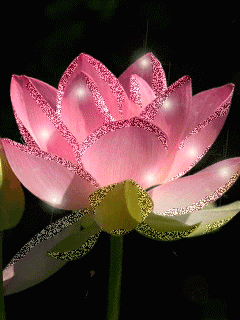 Открытка Лотос мерцает подождем , Лотос с желтой серединкой. Открытка распуст...