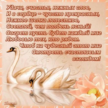 Картинки лебеди с лебедятами. Картинки с двумя лебедями. Картинки изображение...