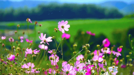 Открыл к бабочка машет крыльями, я мерцающая открытка с космеями и бабочкой.