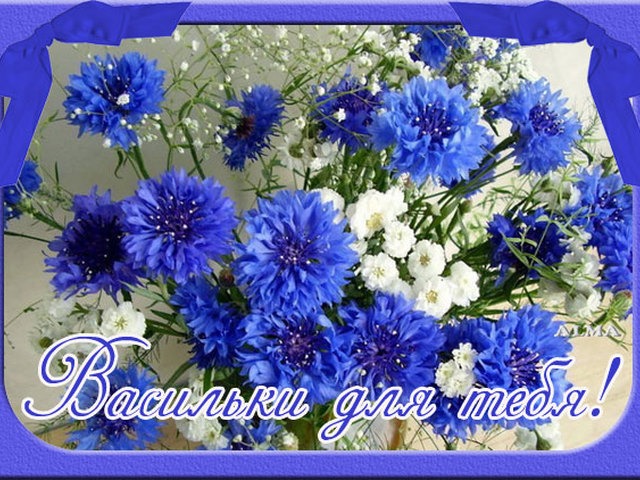 Картинки с васильками. Картинки с васильками с днём рождения.
