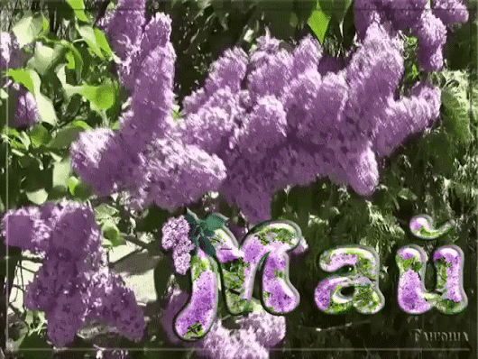 Открытка С Днём рождения С сиренью. Открытка на 1 Мая с сиренью.