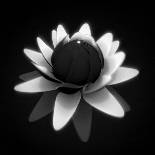 Красивые картинки с лотосом. Картинки с цветком лотоса. Картинки с изображени...