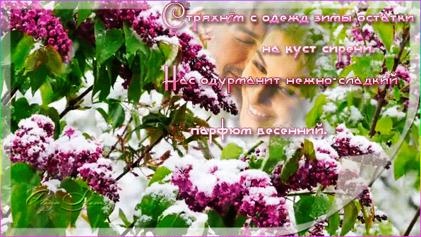 Открытки С днём сирени. Поздравительные открытки с сиренью. 