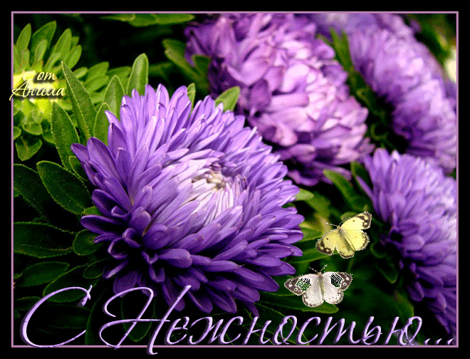 Открытки мерцающие бабочка с астрой. Открытки с букетом остров ко дню рождения.