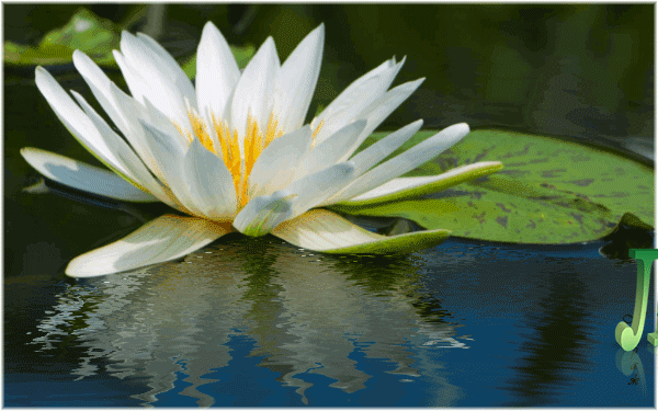 Самые красивые лотосы фото GIF картинка Лотос. Живая картинка лотоса.