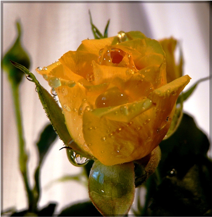 Красивый три жёлтые розы. Открытка для дочери на день рождения с жёлтыми розами.