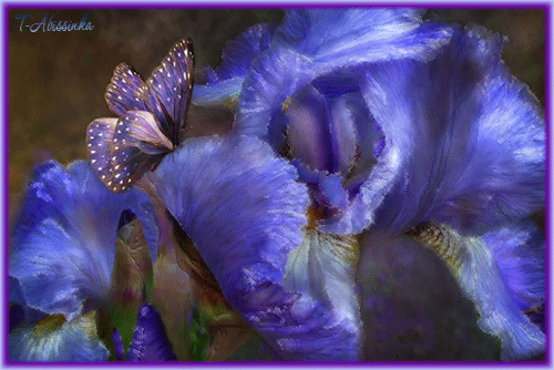 Картинка ирисами. Открытки с ирисами. Открытки С ирисами С днём рождения.