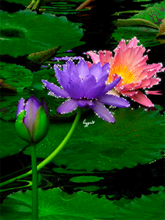 Открытка мерцающая светящиеся белый лотос. Открытка розовый Лотос сверкает.