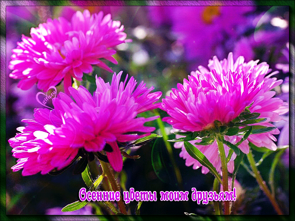 Открытка гиф мерцающая с одной фиолетовой астры. Открытка с анимацией различн...